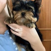 Yorkshire terrier con pedigree enci