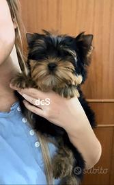 Yorkshire terrier con pedigree enci