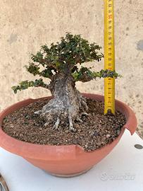 Olivastro bonsai mame
