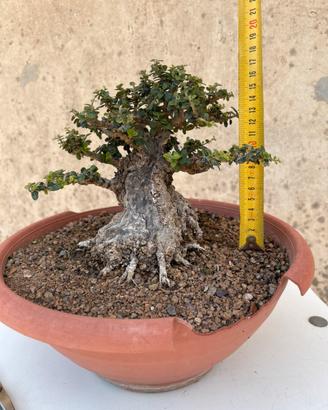 Olivastro bonsai mame