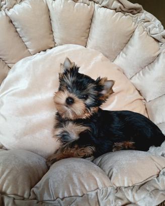 Cucciolo di yorkshire terrier