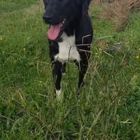 Cane 1 anno taglia media