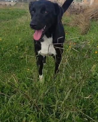 Cane 1 anno taglia media