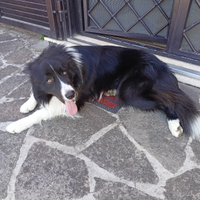 Border Collie Maschio Disponibile per Accoppiament
