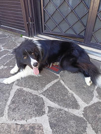 Border Collie Maschio Disponibile per Accoppiament