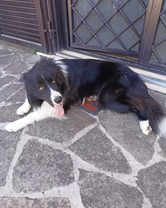 Border Collie Maschio Disponibile per Accoppiament