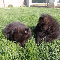 Cuccioli Spitz