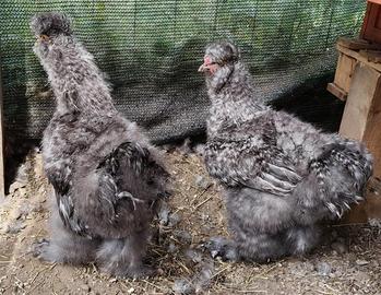 Galline