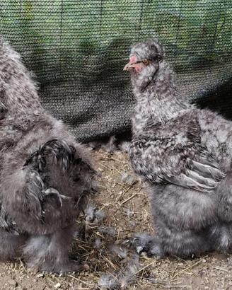 Galline