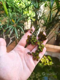 pianta galleggiante Salvinia 
