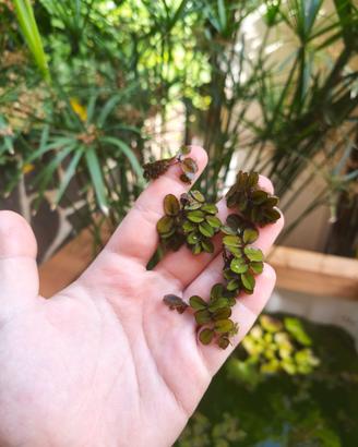 pianta galleggiante Salvinia 