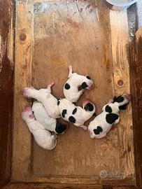 Cucciolo Setter/Breton