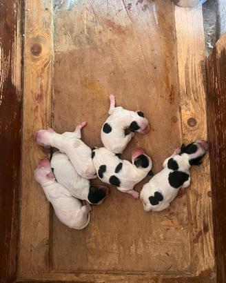 Cucciolo Setter/Breton