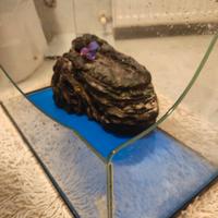 Acquario per tartarughe 