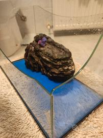 Acquario per tartarughe 