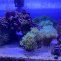 Corallo Euphylia Paradivisa Green