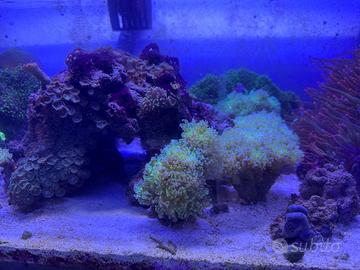 Corallo Euphylia Paradivisa Green