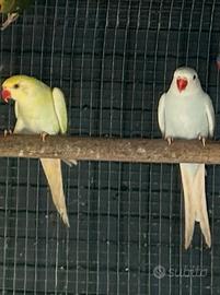 Parrocchetti dal collare 2025