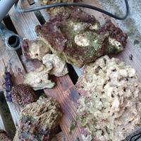 rocce acquario marino 