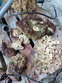 rocce acquario marino 