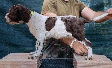 Lagotto romagnolo pedigree ENCI 
