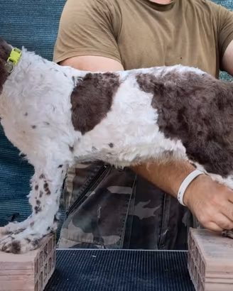 Lagotto romagnolo pedigree ENCI 