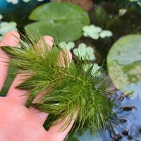pianta ossigenante ceratophyllum 