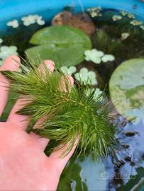 pianta ossigenante ceratophyllum 