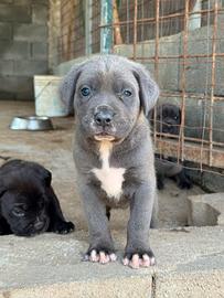 Cuccioli di cane corso