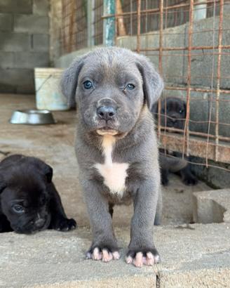 Cuccioli di cane corso