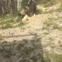 Akita americano cucciolo