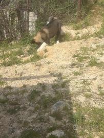 Akita americano cucciolo