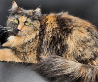 Disponibili gattini siberiani ipo alergenico