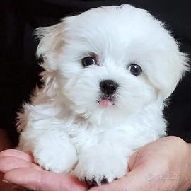 Maltese mini toy