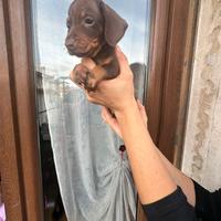 Cuccioli di bassotto cioccolato