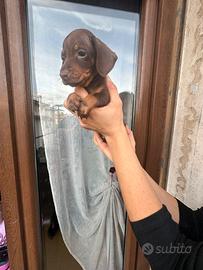 Cuccioli di bassotto cioccolato