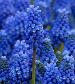 Bulbi muscari blue magic