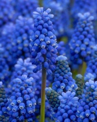 Bulbi muscari blue magic