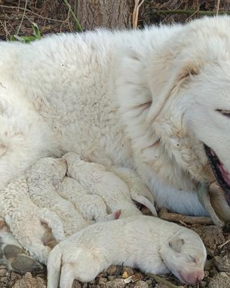 Pastore abruzzese
