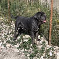 Mastino napoletano