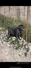 Mastino napoletano