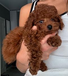 BARBONCINI TOY RED CUCCIOLI - BARBONCINO pag rate