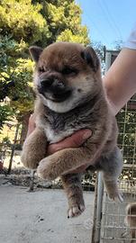 Cucciola shiba