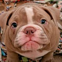 American bully