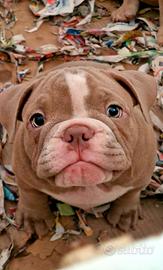 American bully