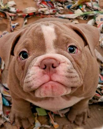 American bully