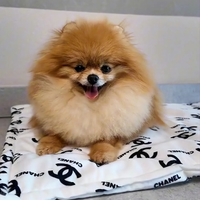 Spitz tedesco nano Pomerania femmina