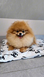 Spitz tedesco nano Pomerania femmina