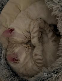 Rari bengala snow charcoal cuccioli