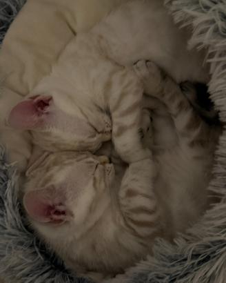 Rari bengala snow charcoal cuccioli